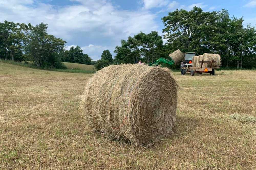 Lakeside Farmers Market