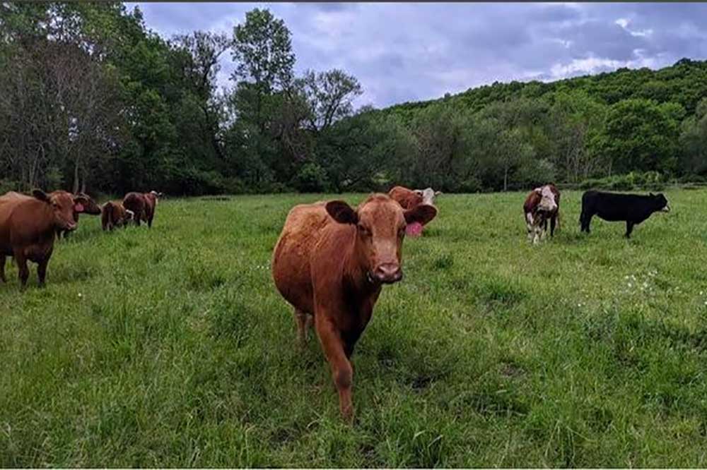Lakeside Farmers Market
